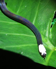 Enuliophis sclateri