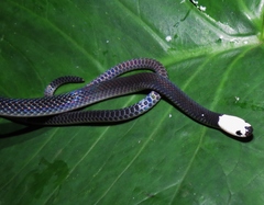 Enuliophis sclateri