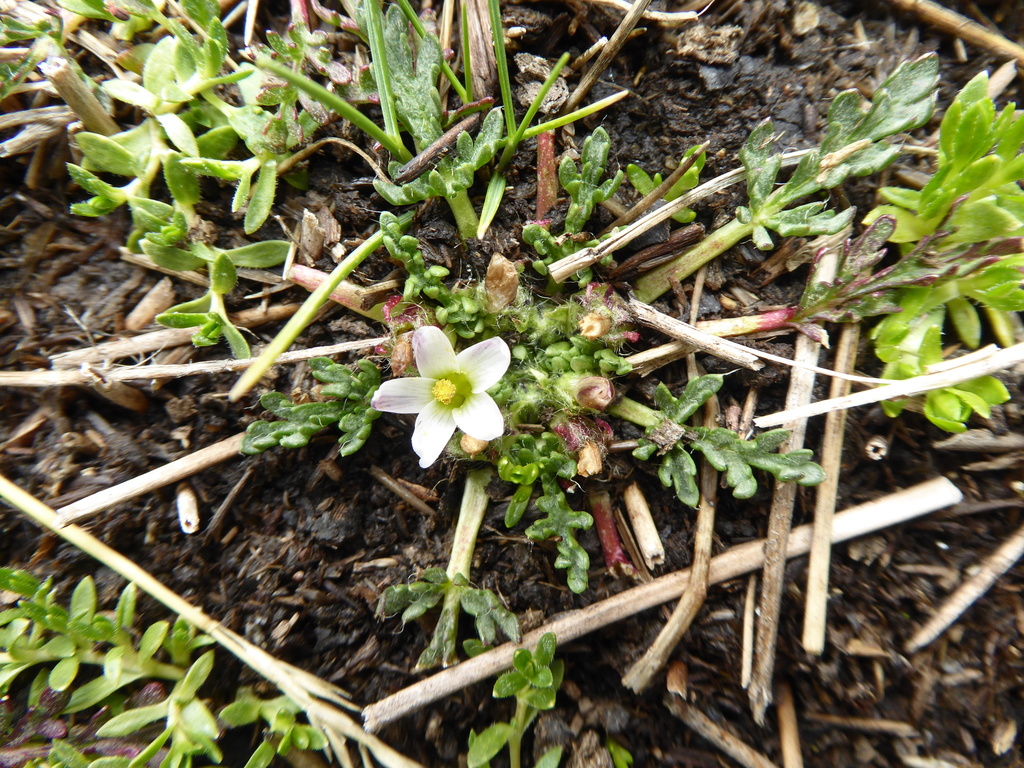 Nototriche mandoniana
