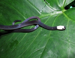 Enuliophis sclateri