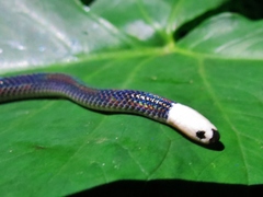 Enuliophis sclateri