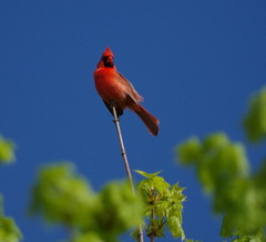 Cardinalis cardinalis