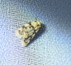 Aprominta atricanella