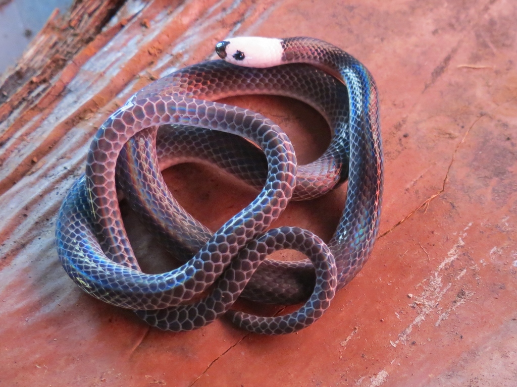 White-headed snake from South Caribbean Coast Autonomous Region ...