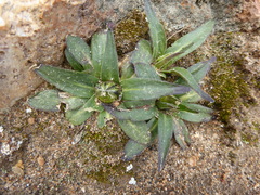 Silene mandonii