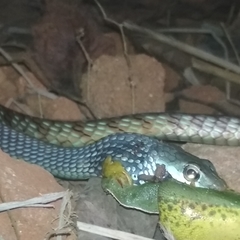 Dendrelaphis grandoculis