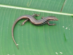 Marisora brachypoda