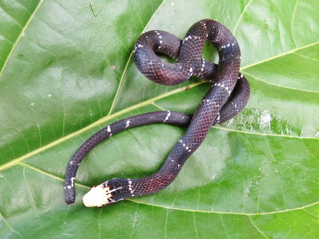 Common Neckband Snake