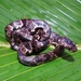 Cloudy Snail-eating Snake - Photo (c) Eric van den Berghe, some rights reserved (CC BY-NC), uploaded by Eric van den Berghe