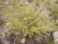 Aspalathus hirta hirta