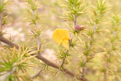 Aspalathus hirta hirta