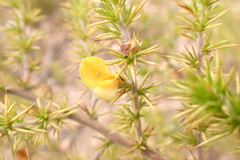 Aspalathus hirta hirta