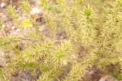 Aspalathus hirta hirta