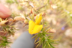 Aspalathus hirta hirta