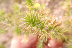 Aspalathus hirta hirta