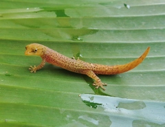 Sphaerodactylus millepunctatus