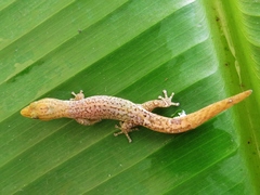 Sphaerodactylus millepunctatus