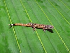Sphaerodactylus millepunctatus
