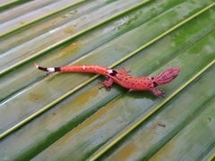 Sphaerodactylus millepunctatus