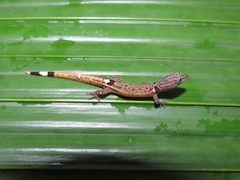 Sphaerodactylus millepunctatus