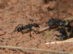 Camponotus sericeus