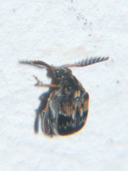 Callosobruchus maculatus