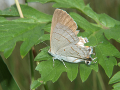 Hypolycaena philippus