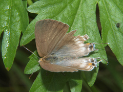 Hypolycaena philippus