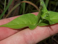 Asystasia gangetica subsp. micrantha image