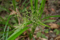 Scirpus ternatanus