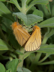 Cropera phlebitis