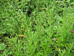 Axyris amaranthoides