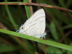 Hypolycaena philippus
