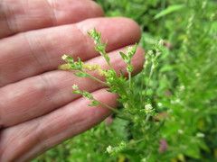 Axyris amaranthoides