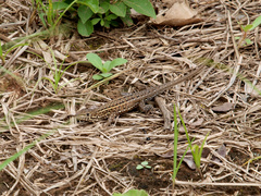 Meroles squamulosus