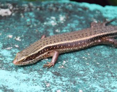 Eutropis lankae