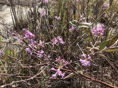 Daphne genkwa