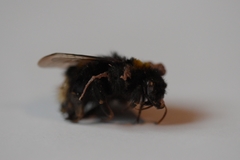 Bombus