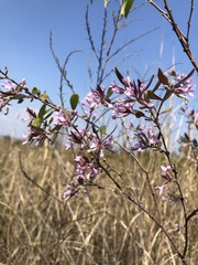 Daphne genkwa