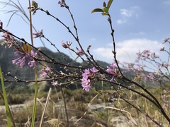 Daphne genkwa