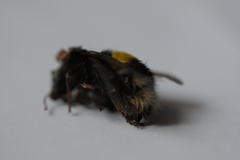 Bombus