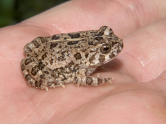 Sclerophrys pusilla