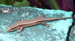 Eutropis lankae