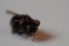 Bombus