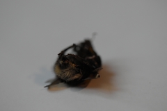 Bombus