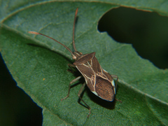 Cletoliturus lituripennis