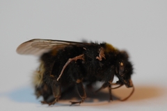 Bombus