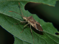 Cletoliturus lituripennis