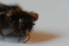 Bombus