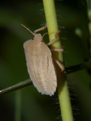 Phyllocephalinae
